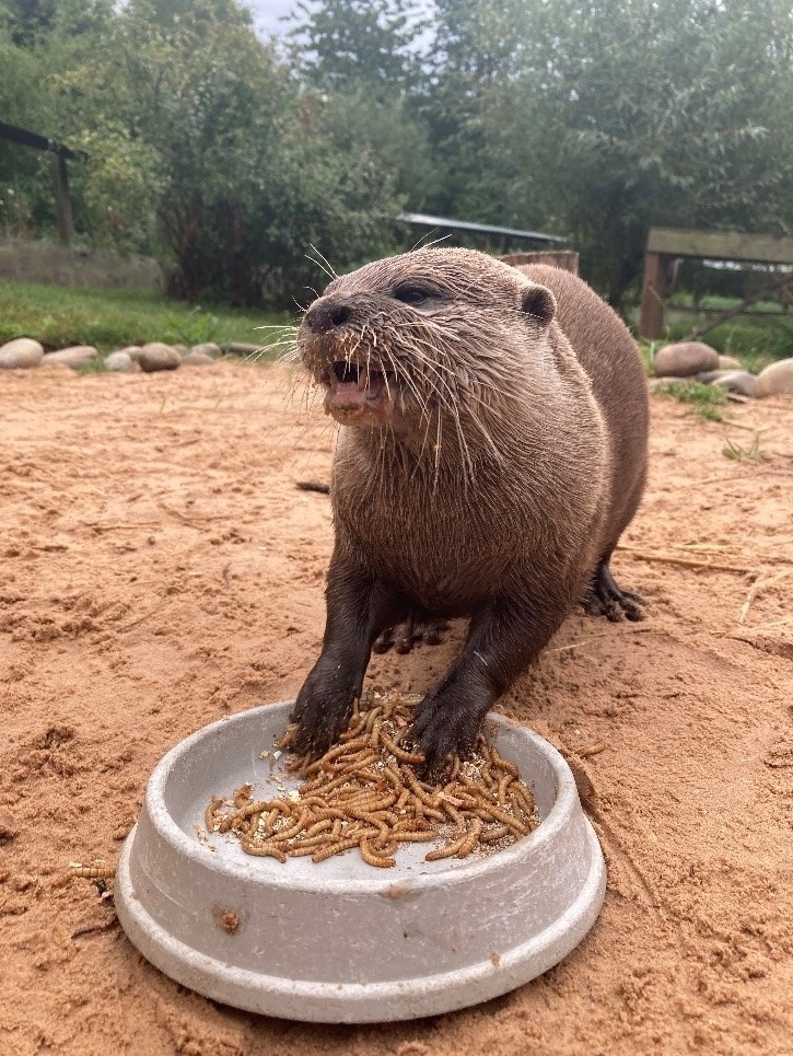 Success for new otter enrichment tools 